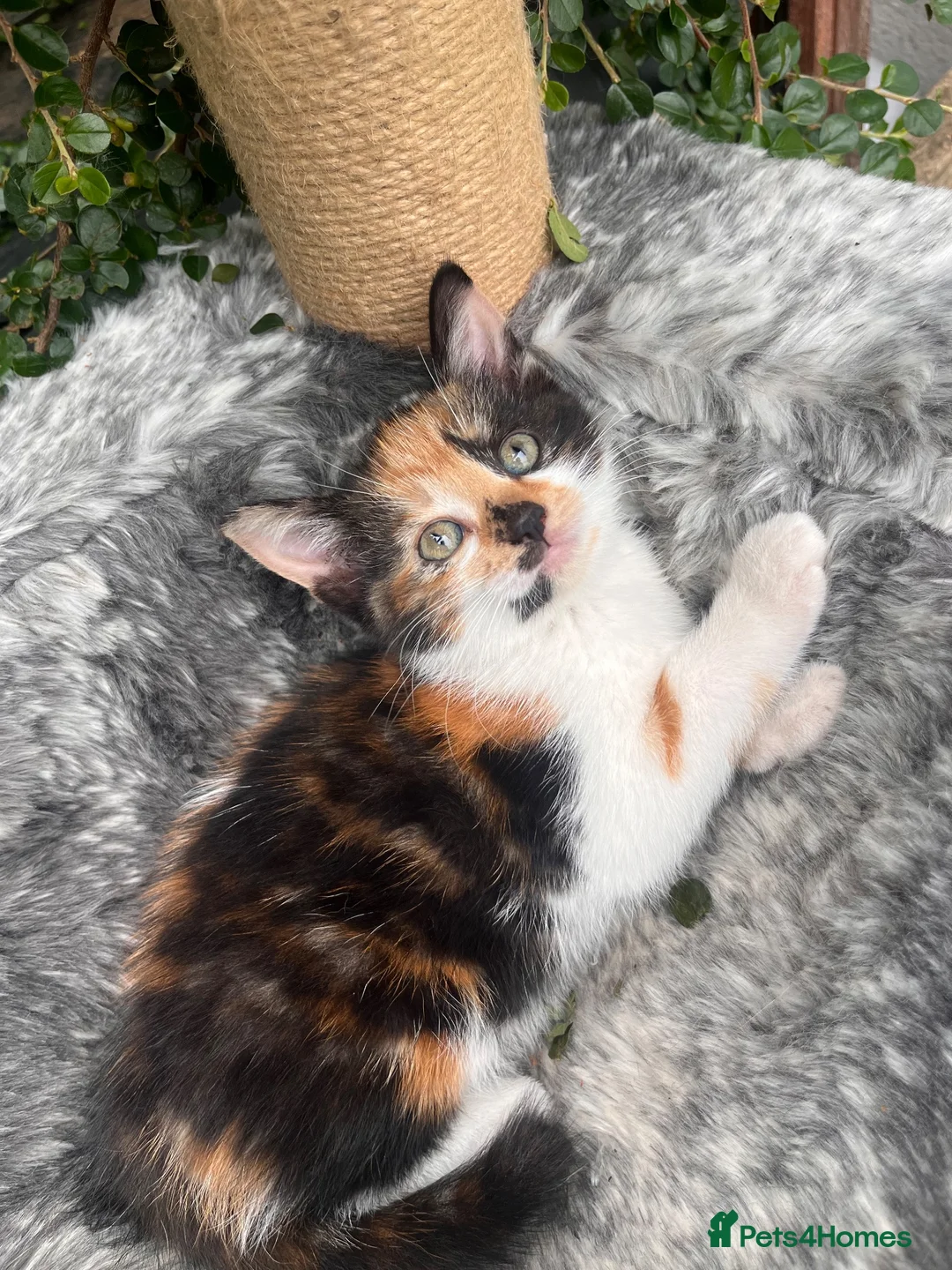 Mixed Breed cats for sale: Beautiful kittens for sale  - Advert 19