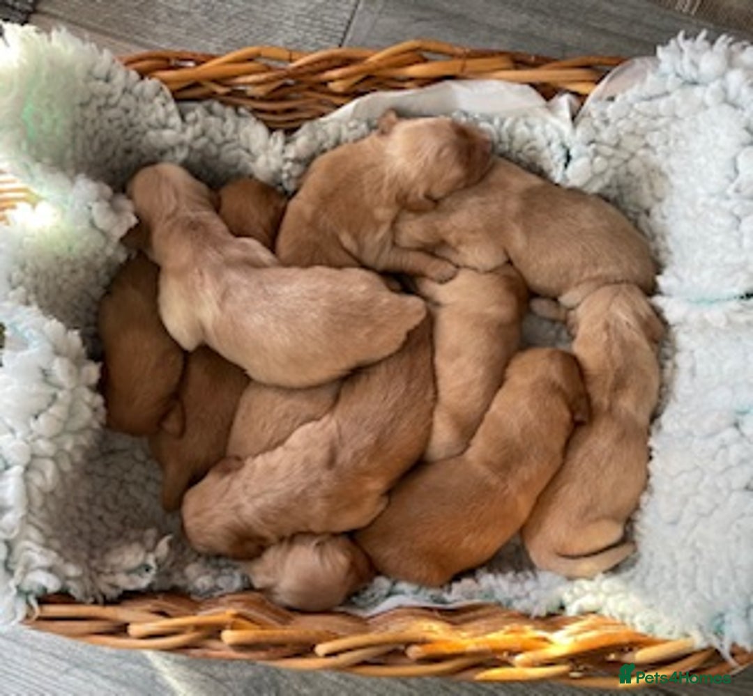 Golden Retriever dogs for sale: Beautiful Litter of Golden Retriever Puppies  - Advert 3