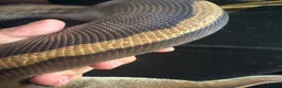 Snake reptiles for sale: Striped Male Ball Python in Nottingham - Advert 2