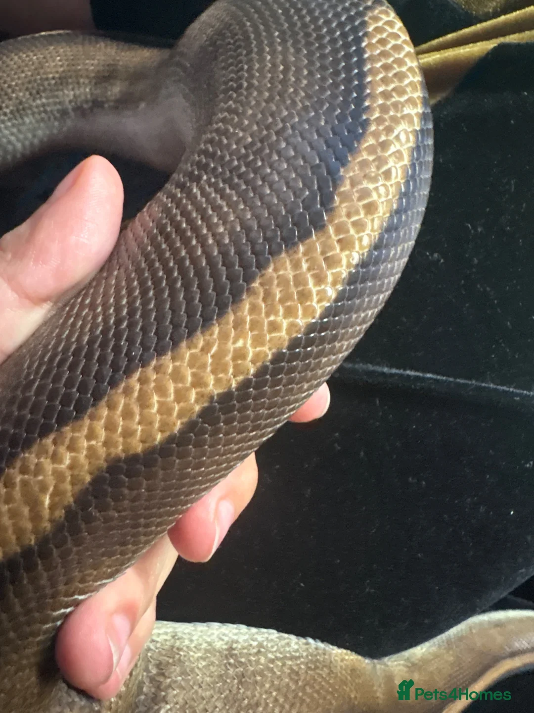 Snake reptiles for sale: Striped Male Ball Python in Nottingham - Advert 2