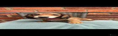 Miniature Dachshund Puppy 2
