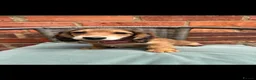 Miniature Dachshund dogs for sale: Long haired miniature dachshunds - Advert 20