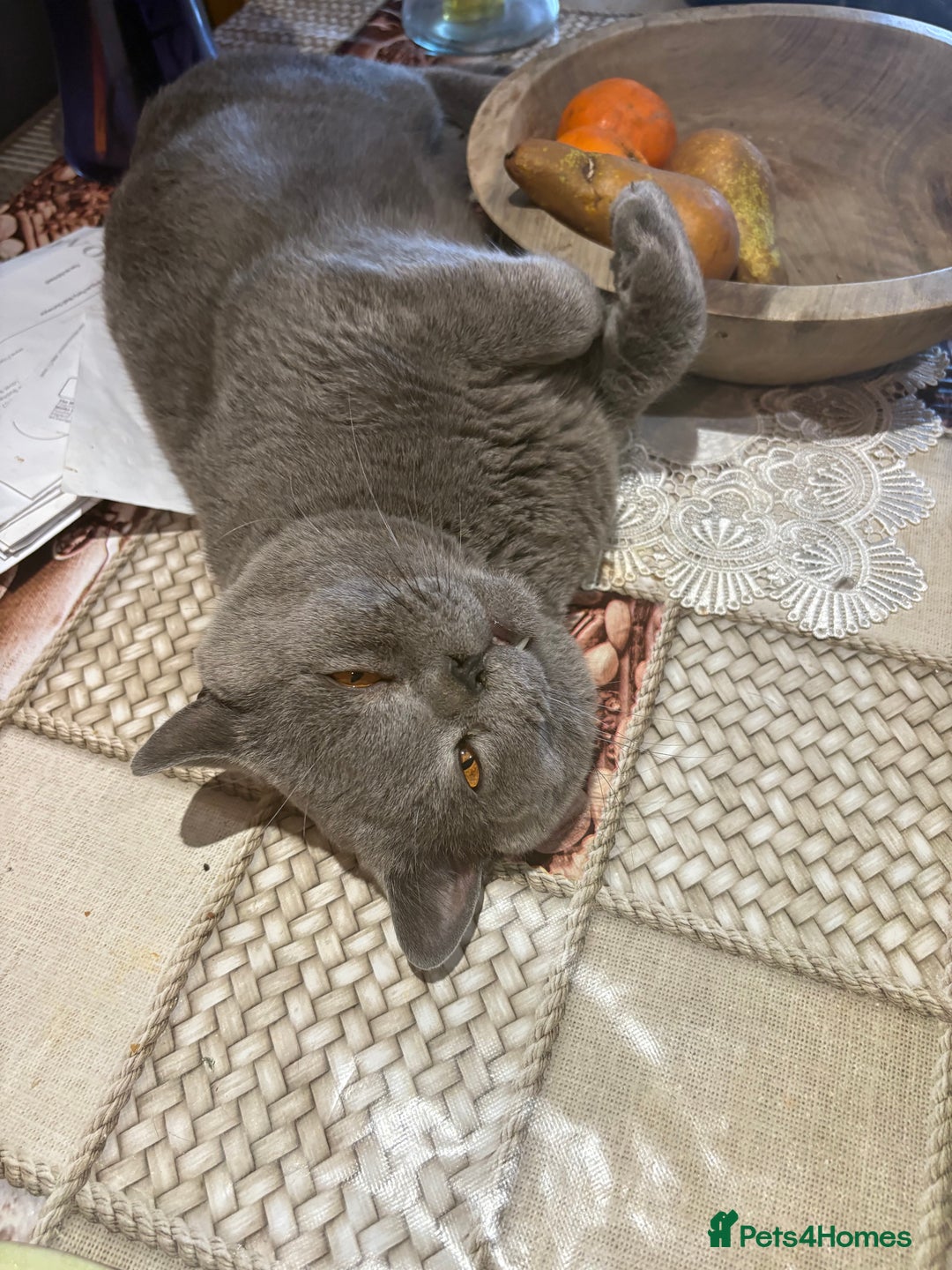 British Shorthair cats for sale: British Shorthair kittens  - Advert 18