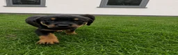 Rottweiler dogs for sale: PURE BREED ROTTWEILERS BIG LITTER in Knaresborough - Advert 9