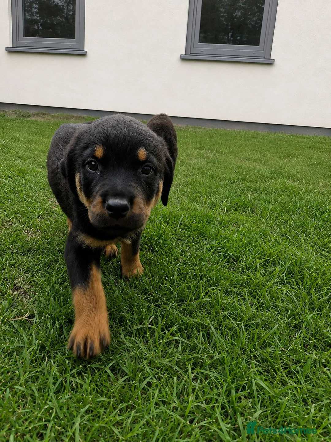 Rottweiler dogs for sale: PURE BREED ROTTWEILERS BIG LITTER in Knaresborough - Advert 9