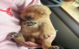 Goldador dogs for sale: Goldador puppies - Advert 8