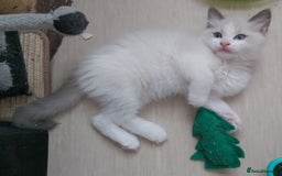 Ragdoll cats for sale: RAGDOLLS BOYS BICOLOUR VACCINATED MICROCHIPED  - Image 24