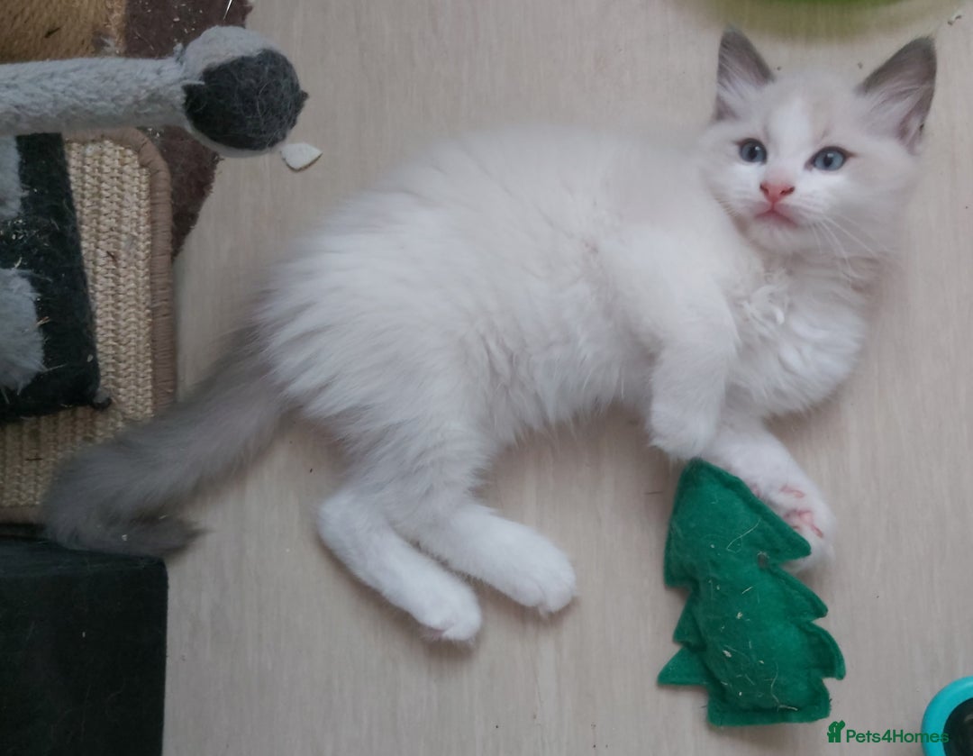 Ragdoll cats for sale: RAGDOLLS BOYS BICOLOUR VACCINATED MICROCHIPED  - Image 24