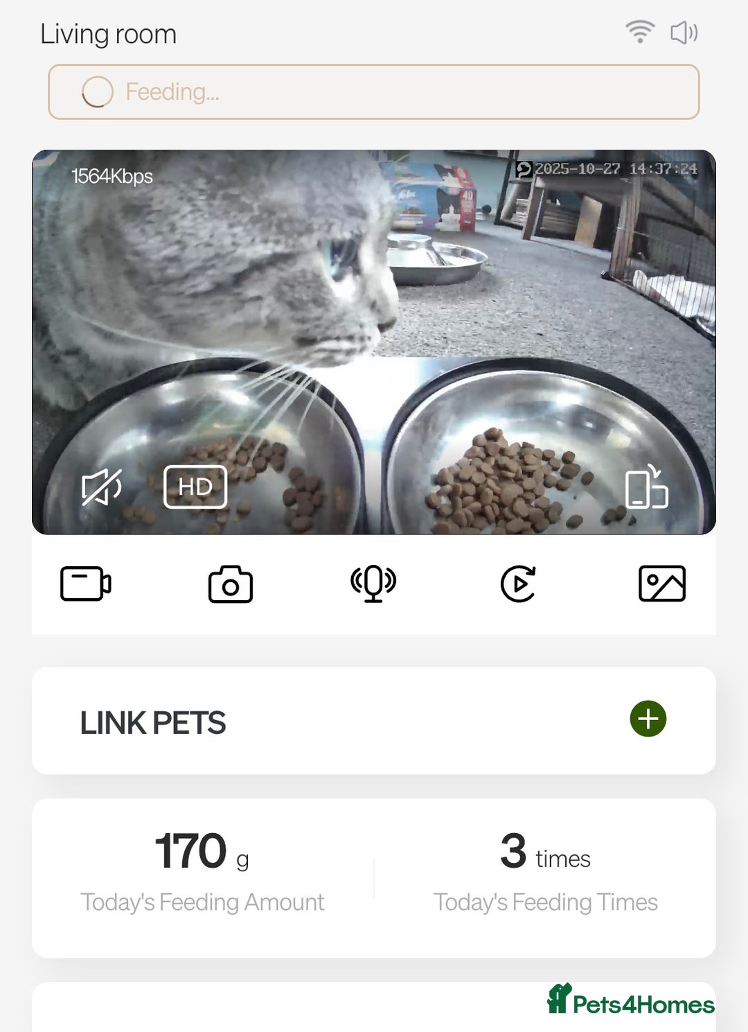 British Shorthair cats for sale: BRITISH SHORTHAIR KITTENS - Advert 7