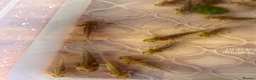 Axolotl reptiles for sale: Axolotls looking for homes! 🏡  - Advert 4