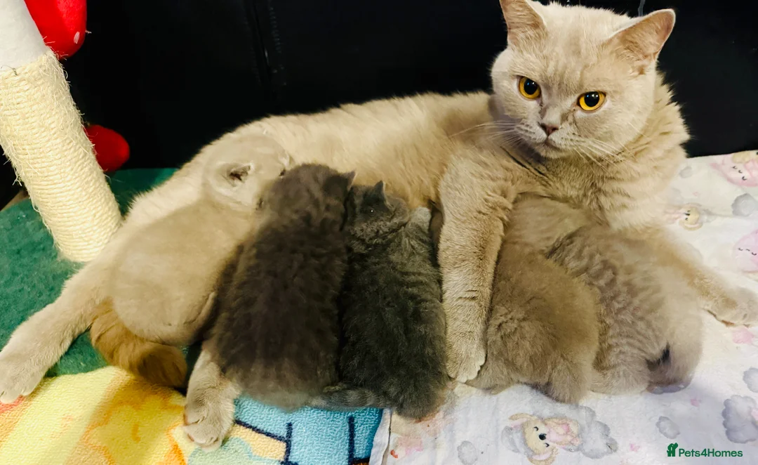 British Shorthair cats for sale: Beautiful paws*GB 😻 - Advert 12