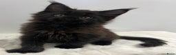 Maine Coon cats for sale: TICA stunning male black kitten Maine Coon XXL - Advert 8