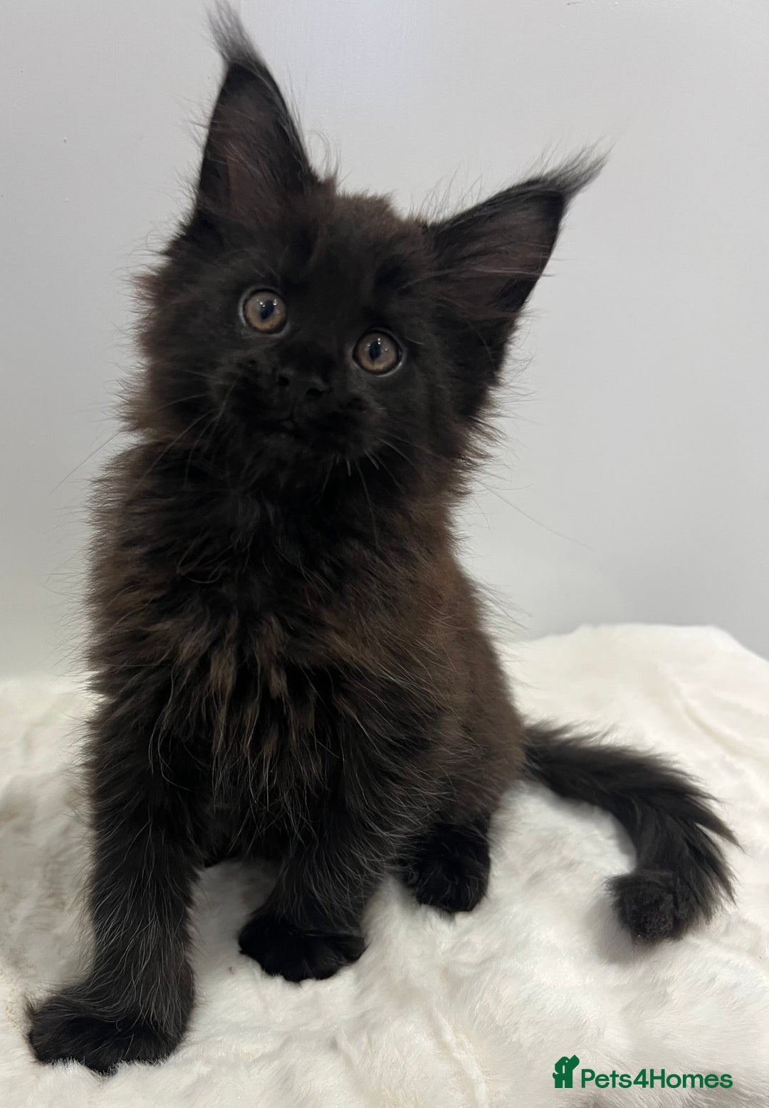Maine Coon cats for sale: TICA stunning male black kitten Maine Coon XXL - Advert 8
