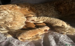 Cockapoo dogs for sale: Beautiful puppies in time for  ** ! 🐶 🥰  **   - Image 5