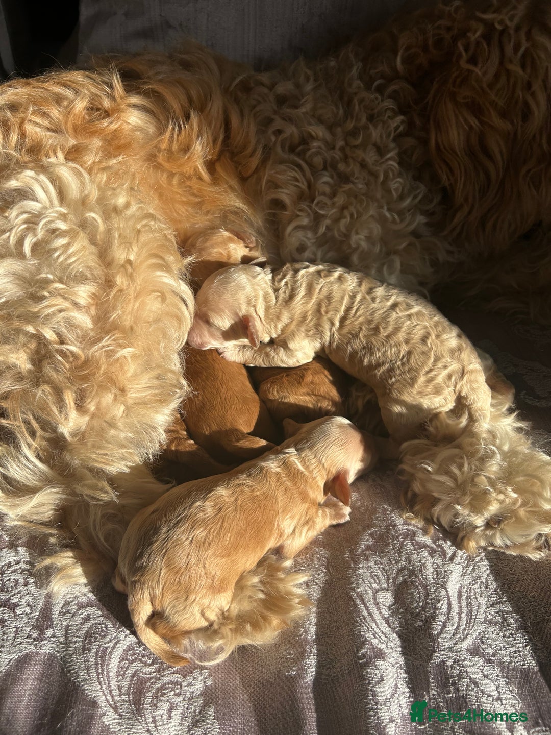Cockapoo dogs for sale: Beautiful puppies in time for  ** ! 🐶 🥰  **   - Image 5
