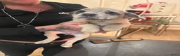 Mixed Breed dogs for sale: Frenchie cross jackapom in Halifax - Advert 15