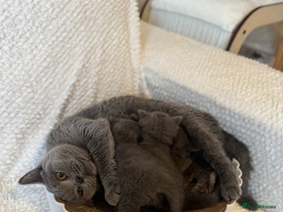 British Shorthair cats British shorthair kittens for sale - Advert 7