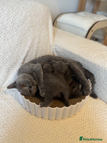 British Shorthair cats British shorthair kittens for sale - Advert 1
