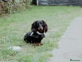 Dachshund dogs Beautiful long hair Dachshund male for stud - Advert 1
