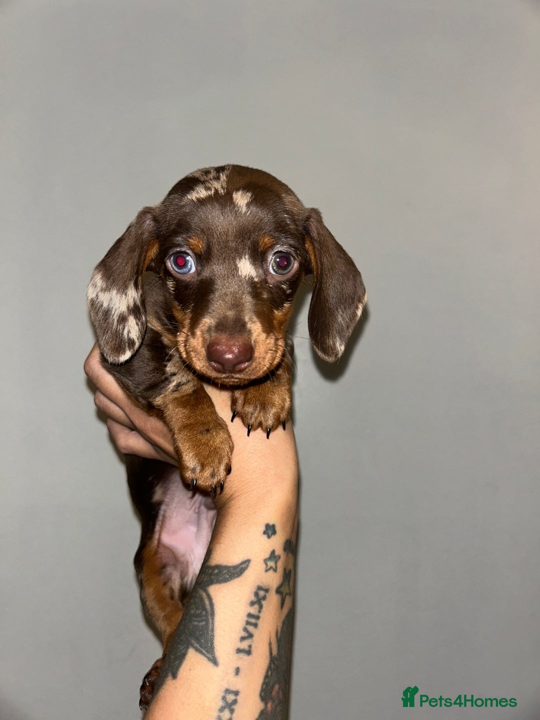 Miniature Dachshund dogs for sale: Miniature dachshund  - Image 3