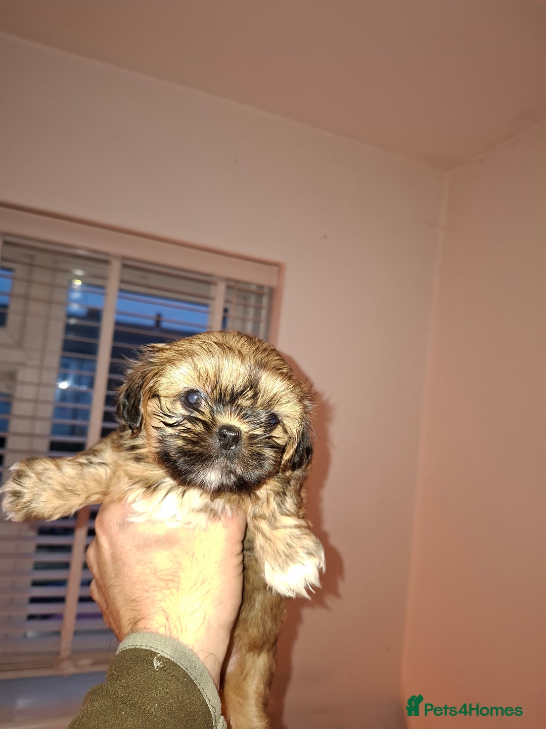 Shih Tzu dogs for sale: Shih tzu pups - Advert 8