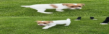 Jack Russell 1