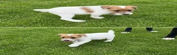 Jack Russell dogs for sale: Old fashioned short legged jack russell  - Advert 3