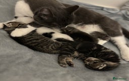 Mixed Breed cats for sale: Beautiful patched tabbies looking for homes  - Image 5