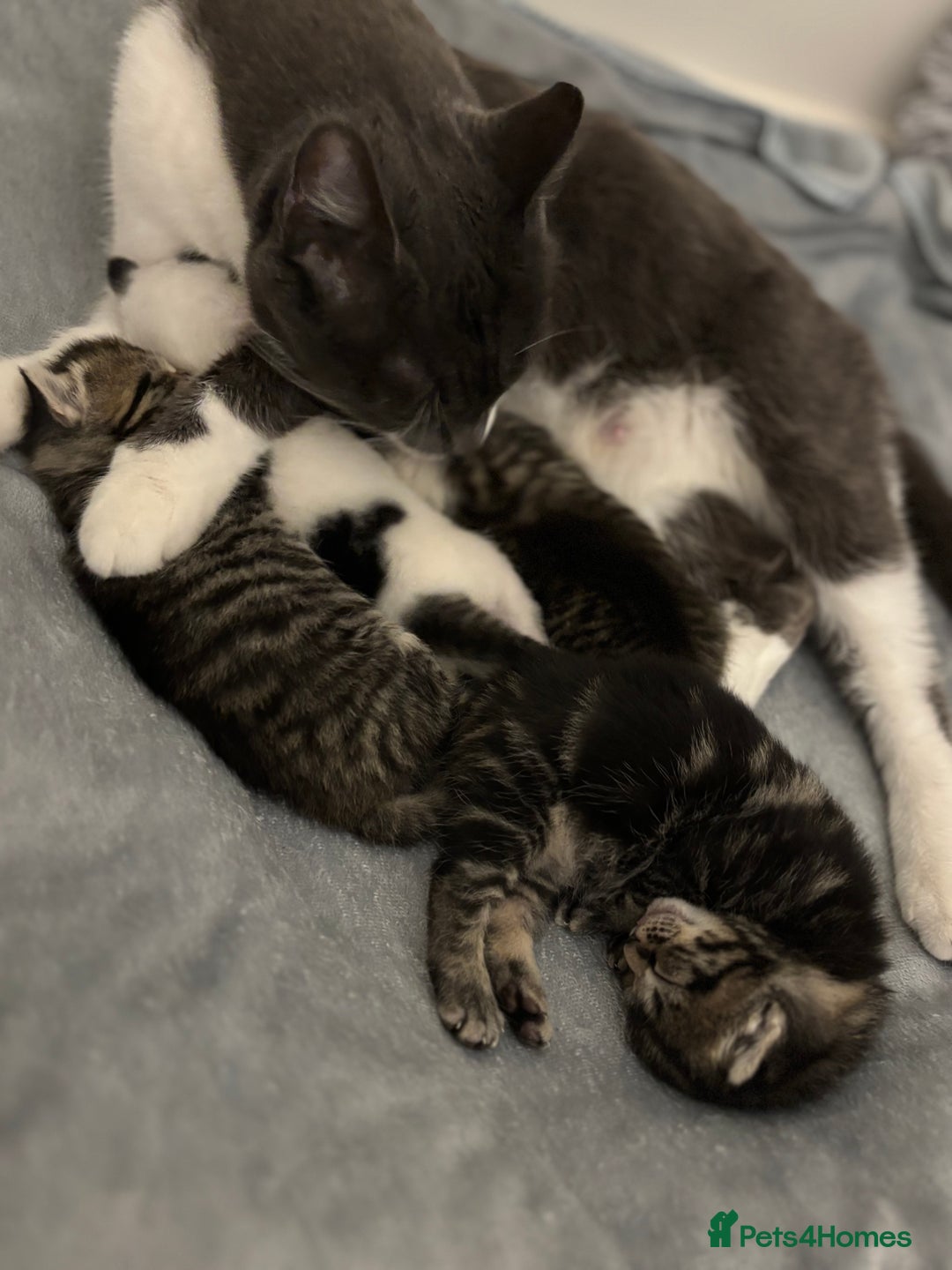 Mixed Breed cats for sale: Beautiful patched tabbies looking for homes  - Image 5