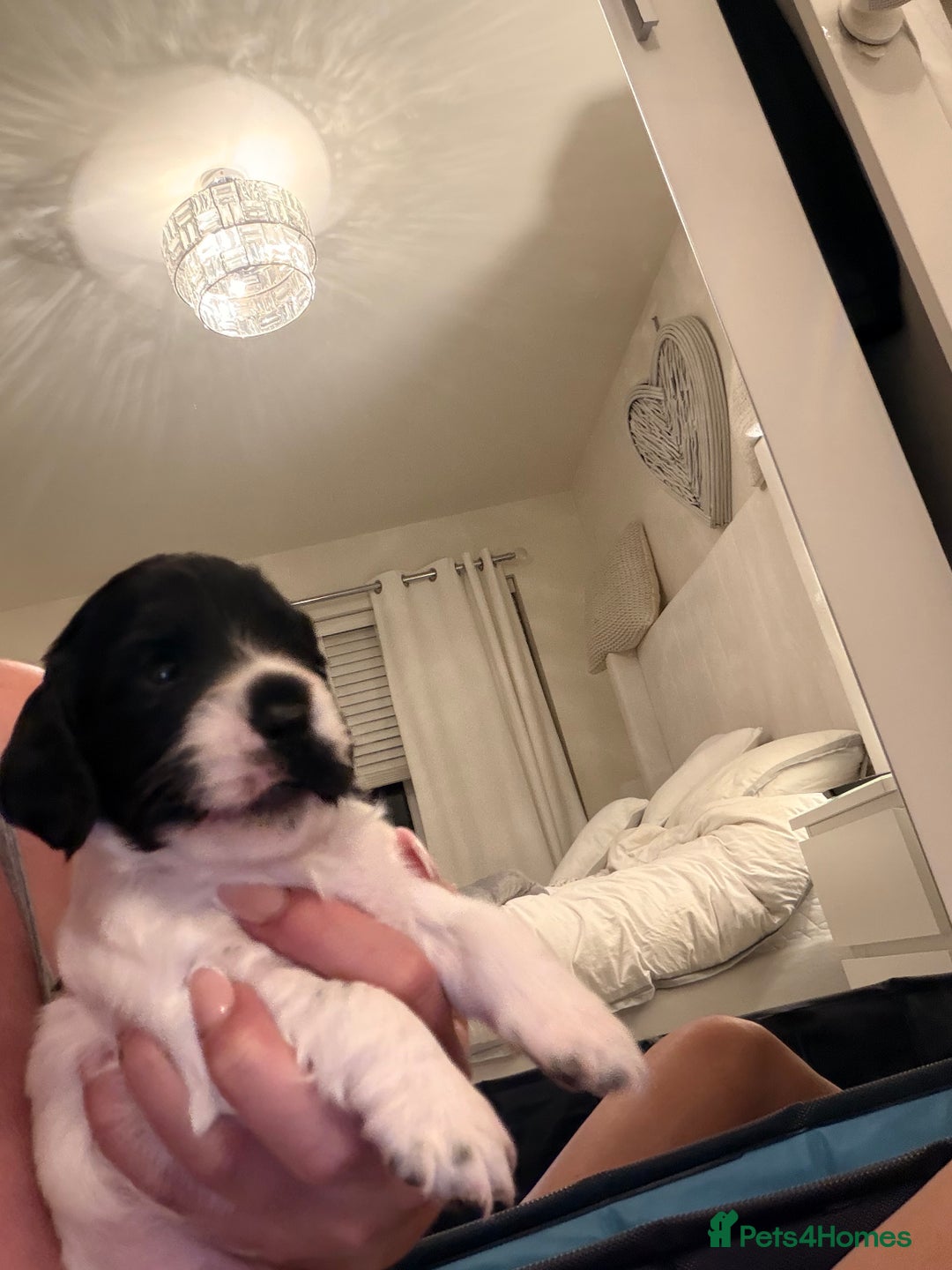 Cocker Spaniel dogs for sale: Cocker Spaniel Puppies ✨ - Advert 8