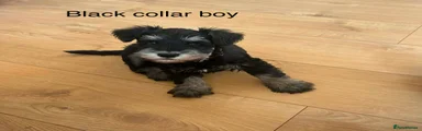 Miniature Schnauzer 2