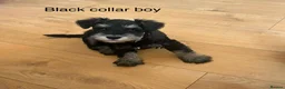 Miniature Schnauzer dogs for sale: Pedigree miniature schnauzers  in Warwick - Advert 14