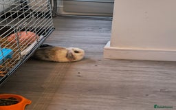 Mini Lop rabbits for sale: 4 months old adorable Mini Lops - Advert 7