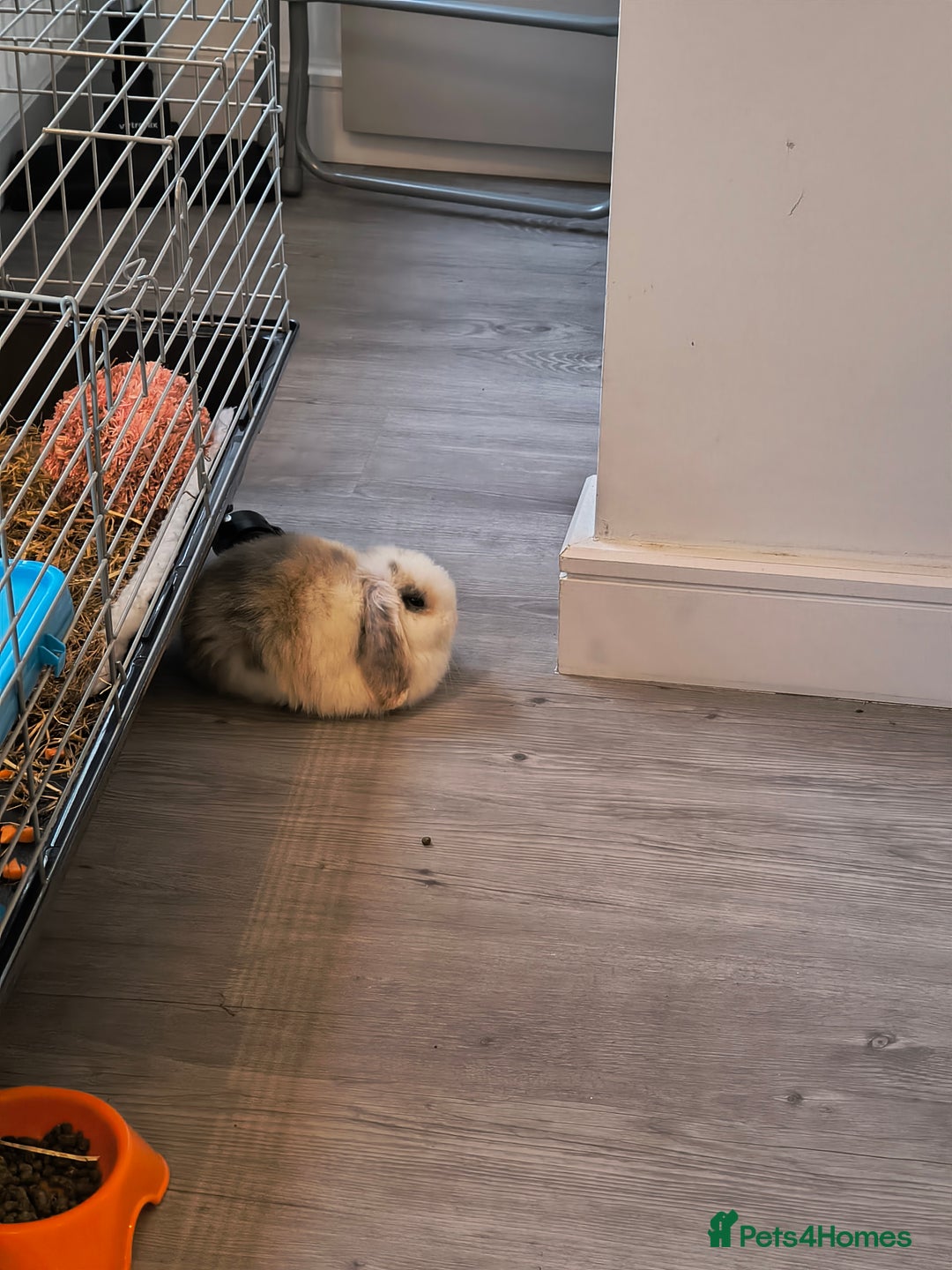 Mini Lop rabbits for sale: 4 months old adorable Mini Lops - Advert 7
