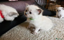 Ragdoll cats for sale: Ragdoll Kittens Available  - Image 15