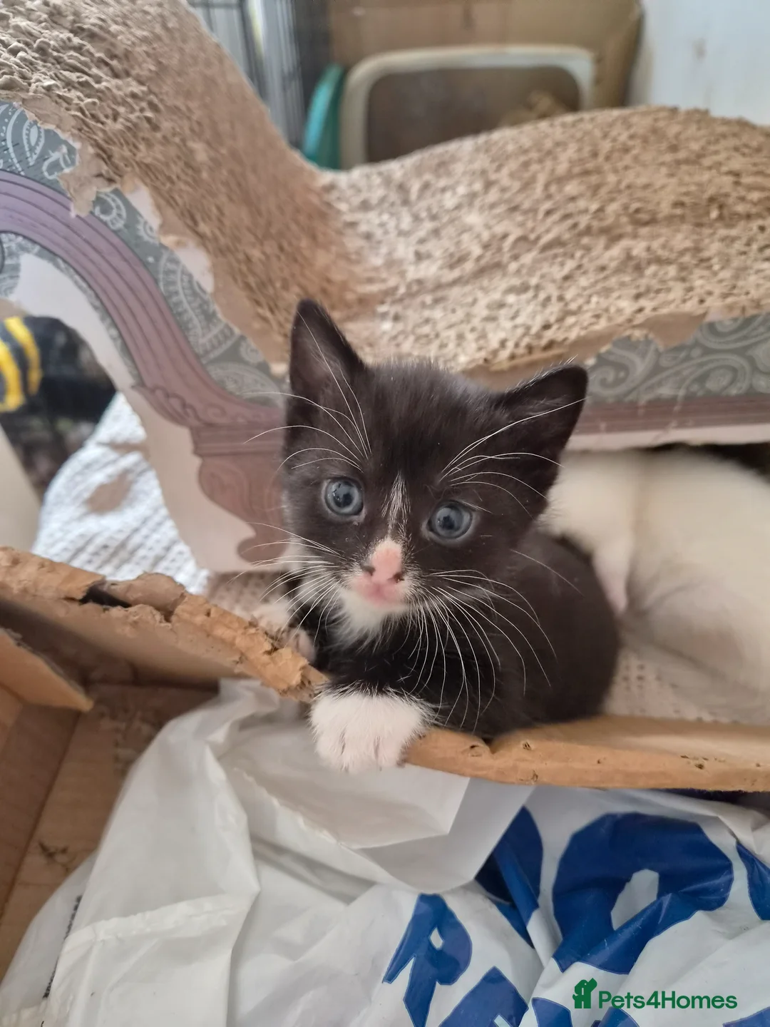 Mixed Breed cats for sale: Beautiful kittens,  ready now  - Advert 10