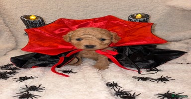 Cavapoo dogs - Advert 1