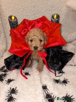 Cavapoo dogs - Advert 7