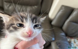 Mixed Breed cats for sale: 4 cute bundles of joy  - Image 13