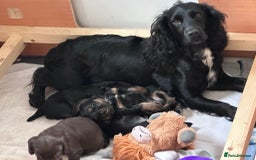Cocker Spaniel dogs for sale: Kc reg, working bred cocker spaniels - Image 8
