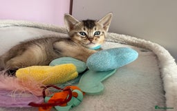 Abyssinian cats for sale: TICA reg Abyssinian sweet kittens rare colours  - Image 12