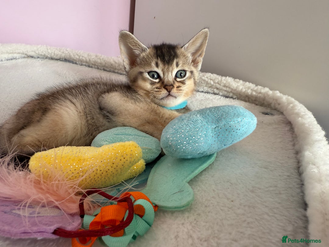 Abyssinian cats for sale: TICA reg Abyssinian sweet kittens rare colours  - Image 12