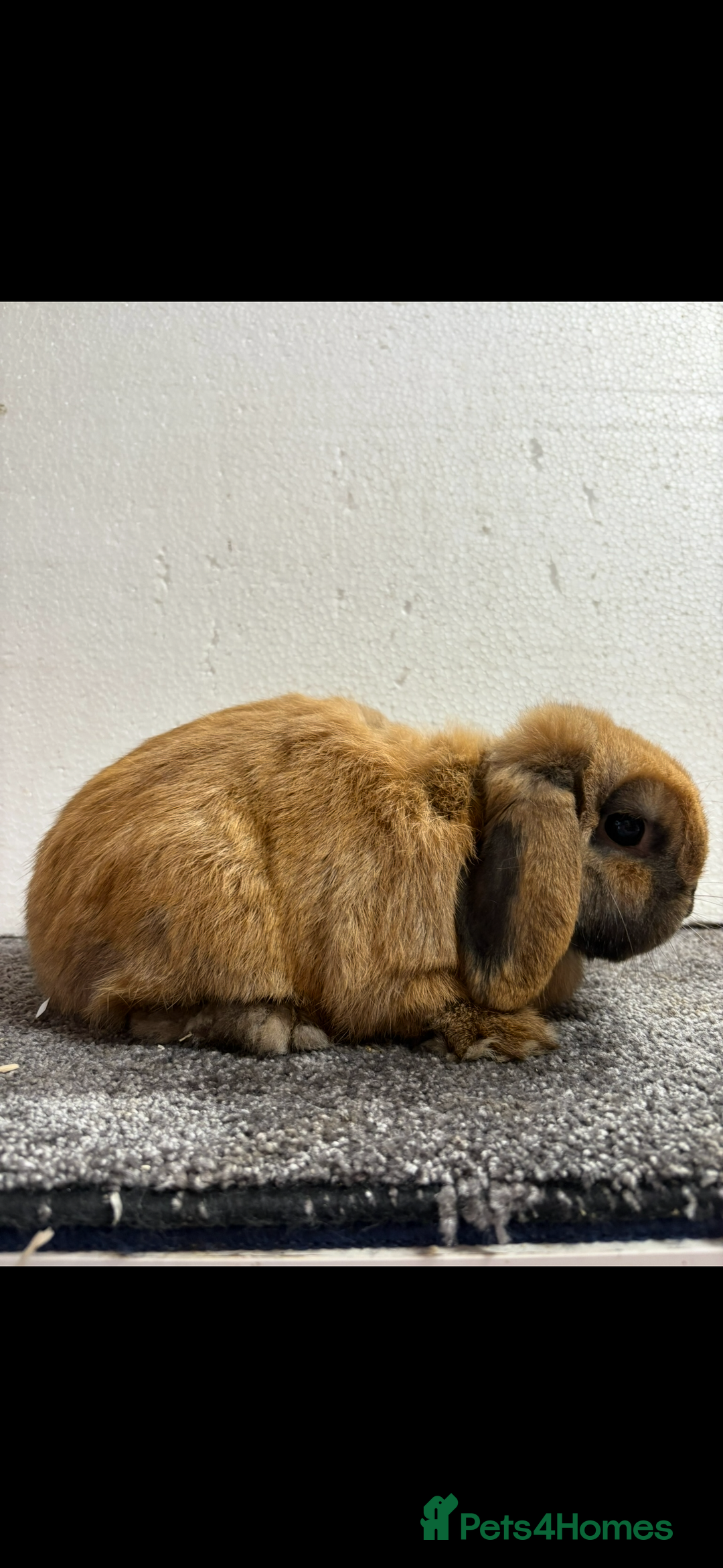 Mini Lop rabbits for sale: Mini Lop Sooty Fawn Boy - Image 3