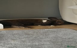 Mixed Breed rabbits for sale: Milo  - Image 7
