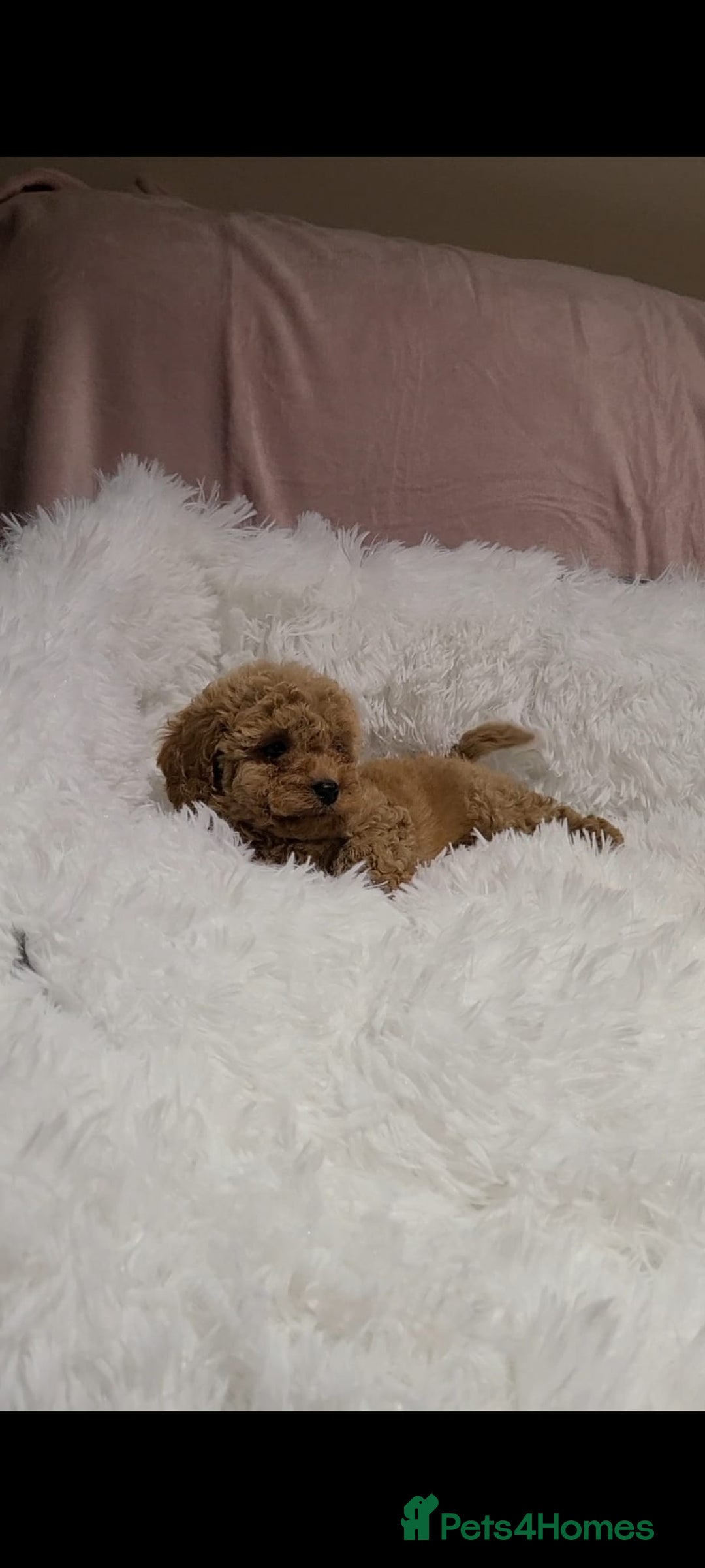Cavapoo dogs for sale: Stunning Toy Cavapoo Puppies DNA Tested Parents - Advert 8
