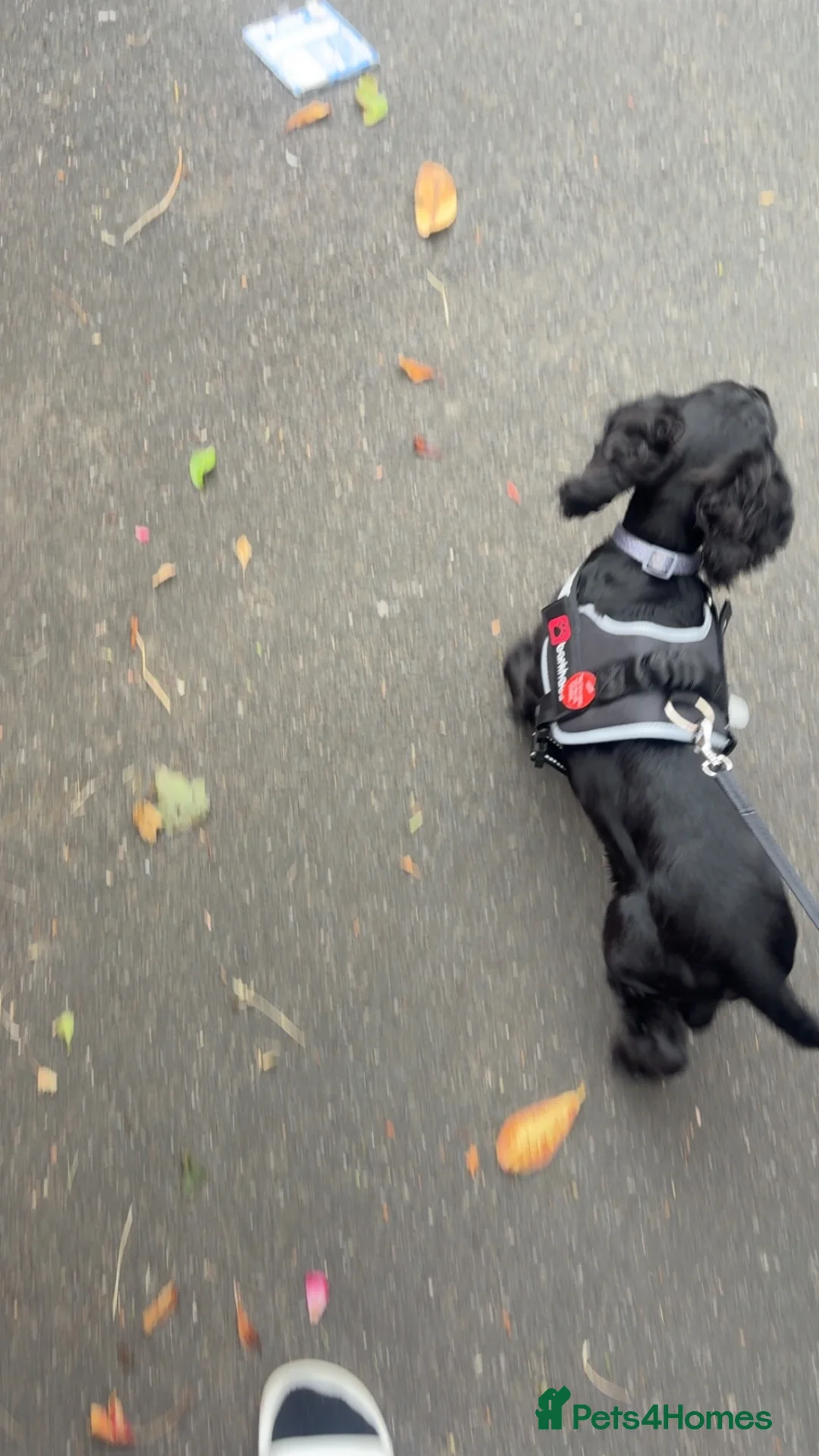 Cocker Spaniel dogs for sale: Working Cocka spaniel puppy  in Castleford - Advert 2