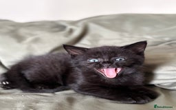 British Shorthair cats for sale: 🐾 Adorable Baby Kittens for Sale! 🐾 - Image 12