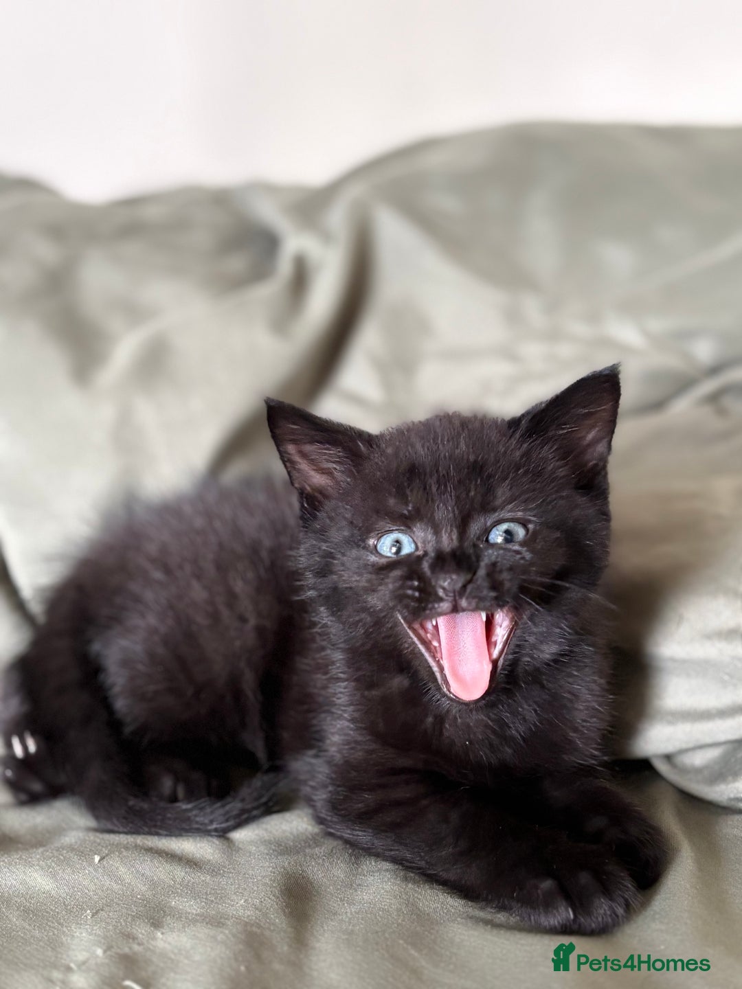 British Shorthair cats for sale: 🐾 Adorable Baby Kittens for Sale! 🐾 - Image 12