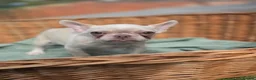 French Bulldog dogs for sale: 4 BEAUTIFUL FRENCH BULLDOGS FOR CHEAP!!!! - Advert 17