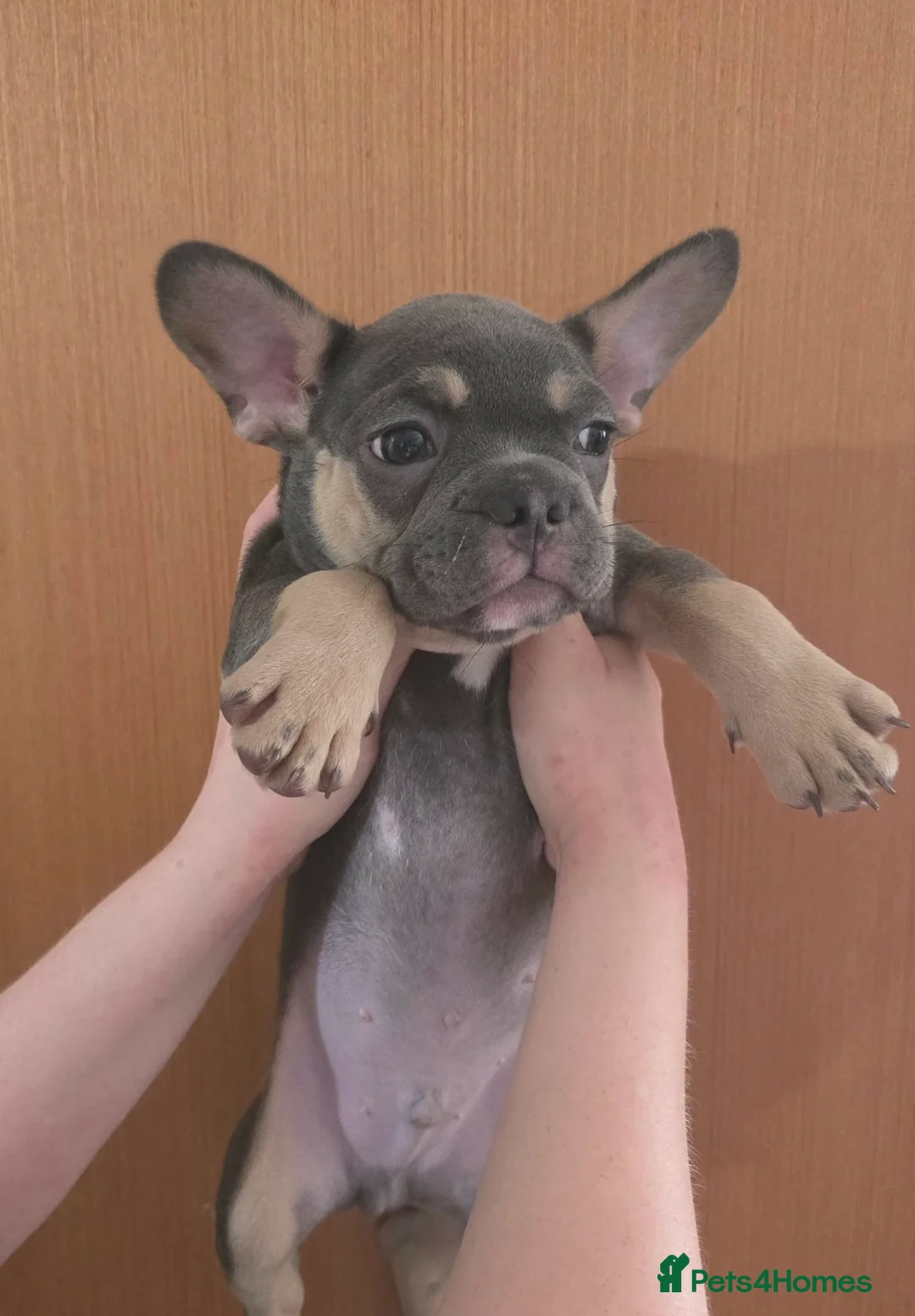 French Bulldog dogs for sale: Pedigree french bulldogs - Advert 2